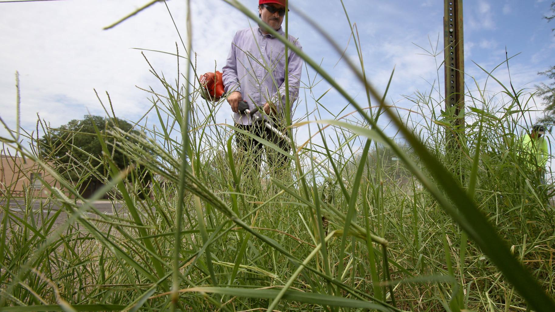 Photos: Weeds are a plenty in Tucson